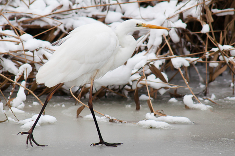 Grote zilverreiger